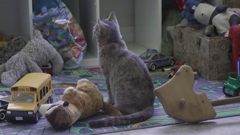 grey-tabby-cat-sits-among-many-children's-toys-scattered-around-her-and-looks-out-a-bright-window