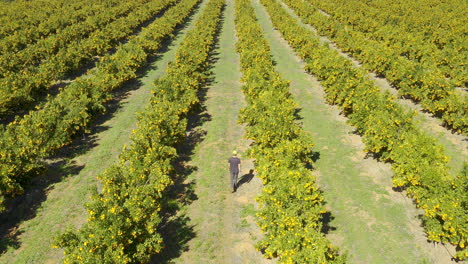 citrus crops