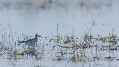 Common-greenshank-feeding-in-wetlands-flooded-meadow-during-spring-migration