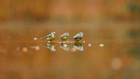 three blue tits in autumnal pond