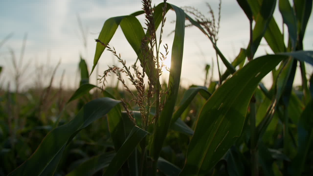 primer plano de una planta que crece entre un campo de maíz