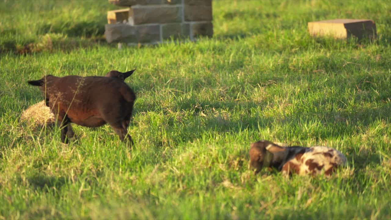 Voksne får græsser, mens lam hviler sig i en græspaddock i den gyldne time i det landlige Australien