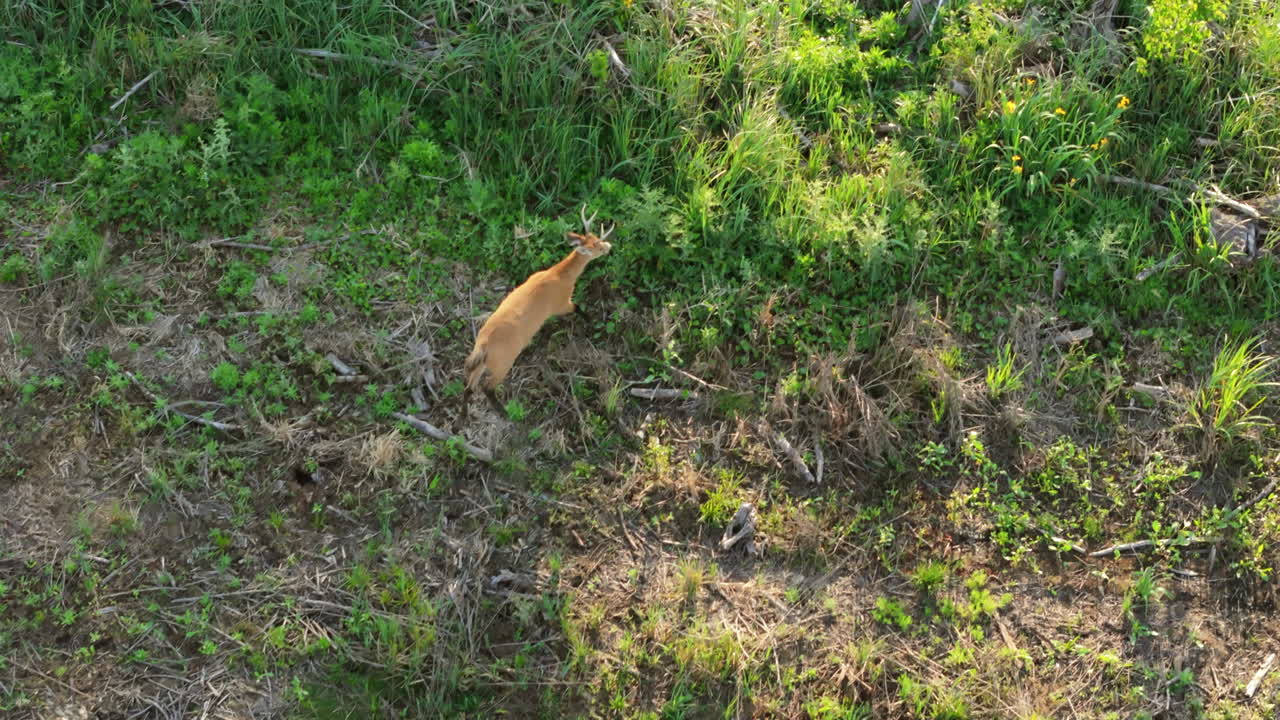 Top-down aerial of male deer walking through sunlit green grass.