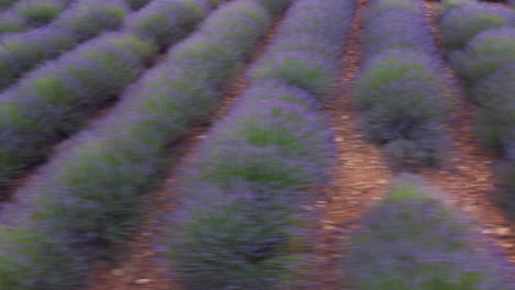 Lavender-field-agriculture-cultivation-in-Valensole-Provence,-France-aerial-view