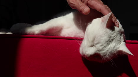 Mujer-Mascotas-Lindo-Gato-Blanco-Acostado-Cómodamente-En-Un-Sofá-Rojo