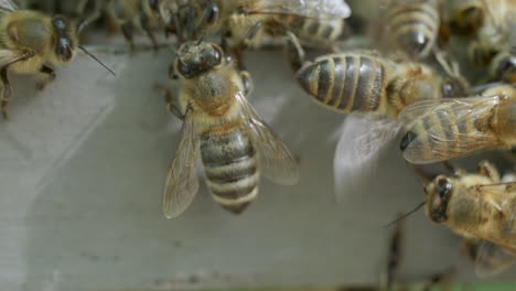 Honey bee fanning at hive entrance close-up