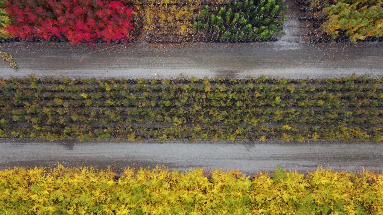 아름다운 가을 숲 에 있는 도로 의 공중 전망