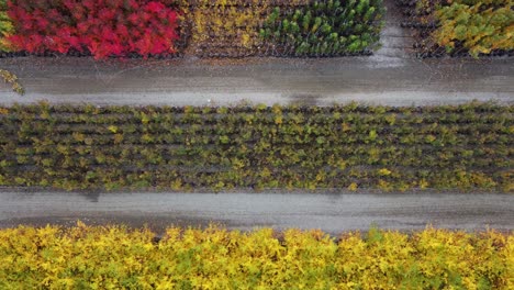 aerial view of the road in a beautiful autumn forest