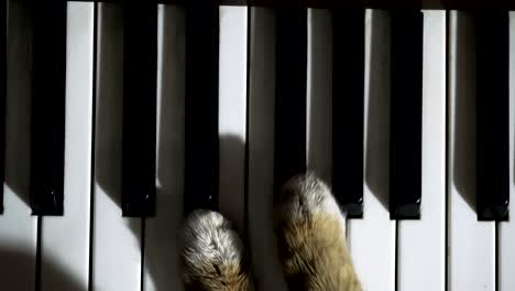cat plays the piano