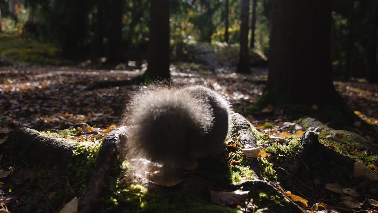 vista de cerca del suelo de la ardilla moviéndose en el oscuro bosque de otoño