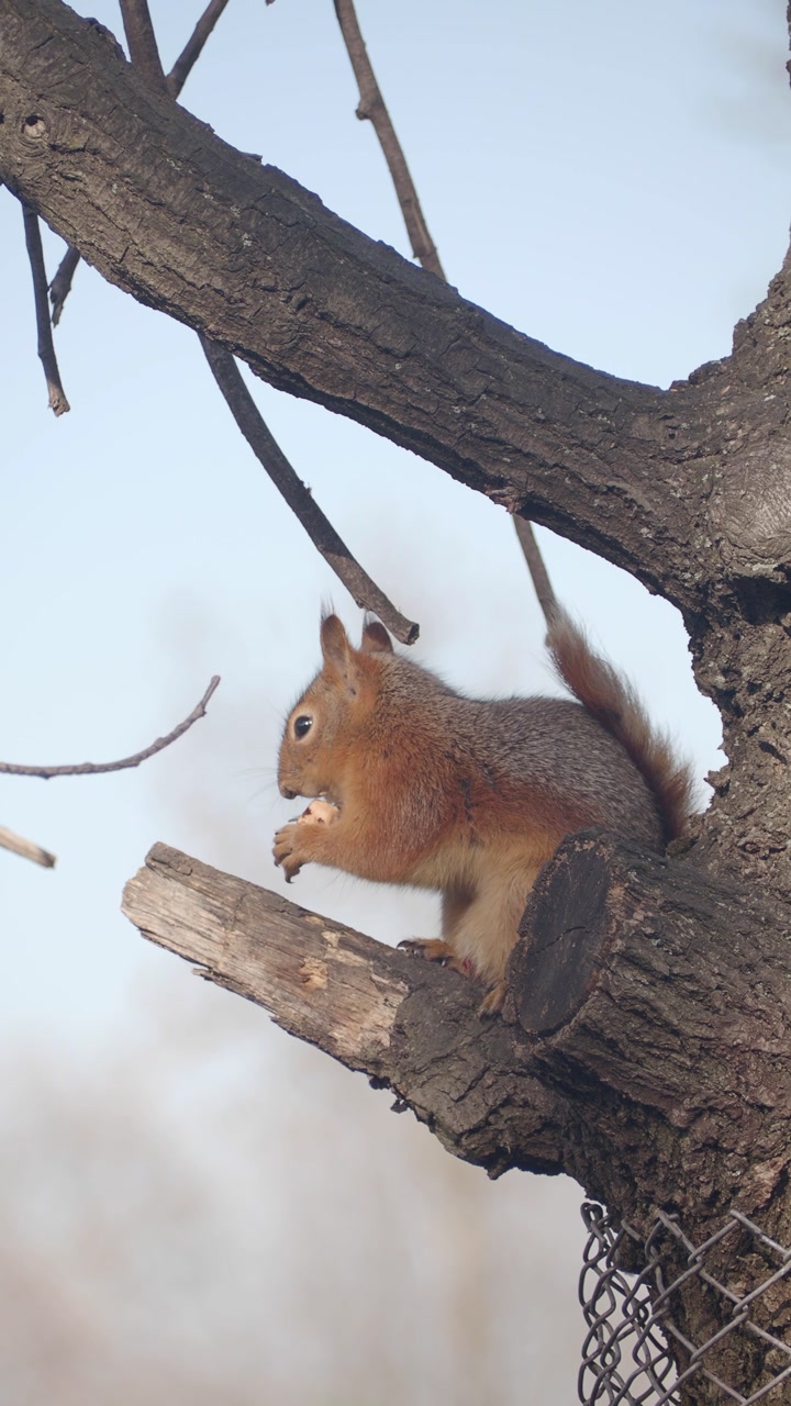Close-up of a Red Squirrel Eating a Nut on a Bare Tree Branch