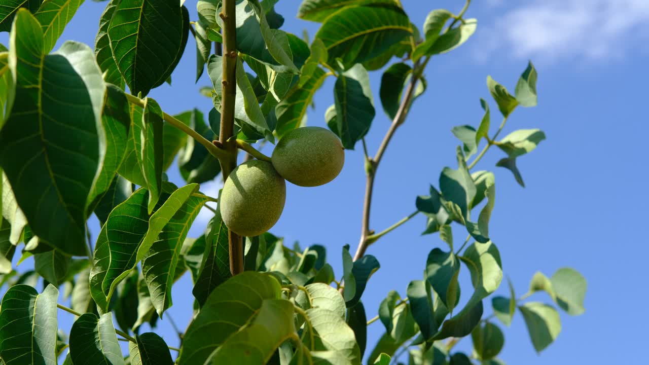 árbol de nueces verdes