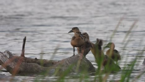 whistling duck -chicks -pond