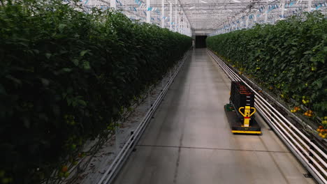 coche de elevación automático que transporta tomates en el invernadero masivo, vista en movimiento