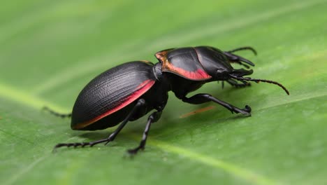 large ground beetle, mouhotia batesi