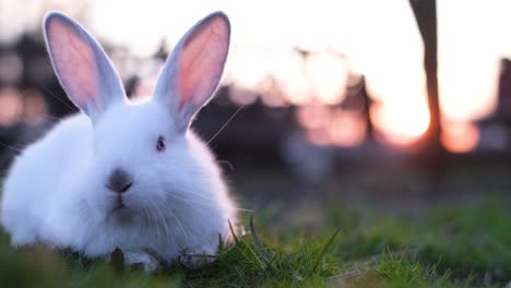 little white rabbit eating grass on a sunny day banny white