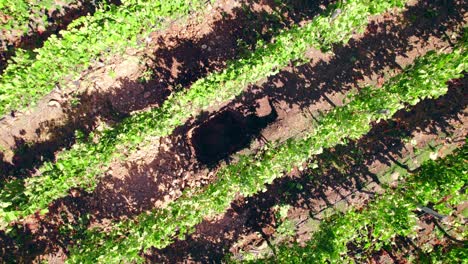 primer plano de campo tour aéreo con drones de los viñedos y paisajes del valle de limari belleza de la región vinícola chilena