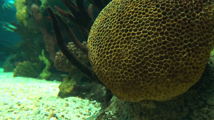 Splendidi pesci colorati di barriera corallina sottomarina