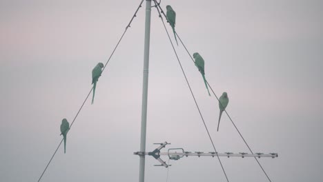 una hermosa toma de lapso de tiempo de pájaros loro verde sentados y volando sobre una torre de antena, tel aviv israel, lente tele zoom, video sony 4k