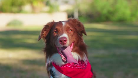 cute curious australian shepherd with red scarf sits in dog park on a sunny day