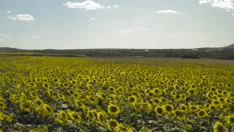 Girasoles-Gigantes-Florecen-En-Campos-Que-Se-Extienden-Por-Acres