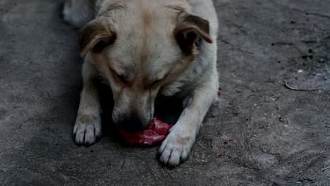 un perro comiendo huesos crudos y sangrientos.