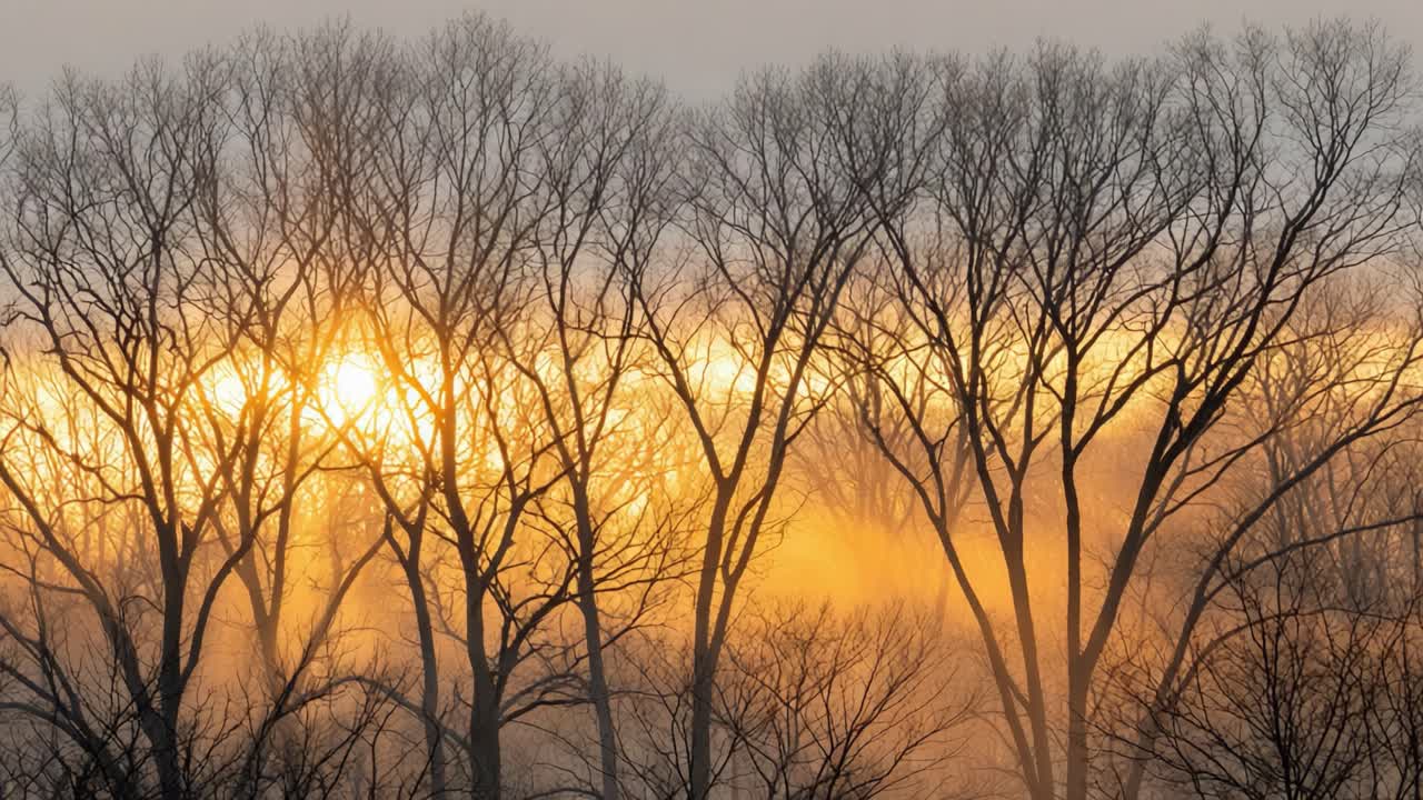 A Beautiful Dawn Breaking Through the Trees: Captivating Sunrise with Golden Hues Illuminating Bare Branches and Glowing Mist in the Morning Light