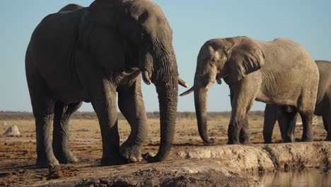 herd of savannah bush elephant lift trunk by river, clear sky, static