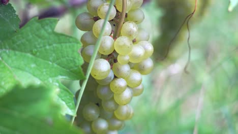 close-up of white grapes on vine branch