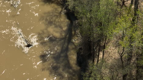 river stream in wooded shore at lower hatchie national wildlife refuge in tennessee, united states