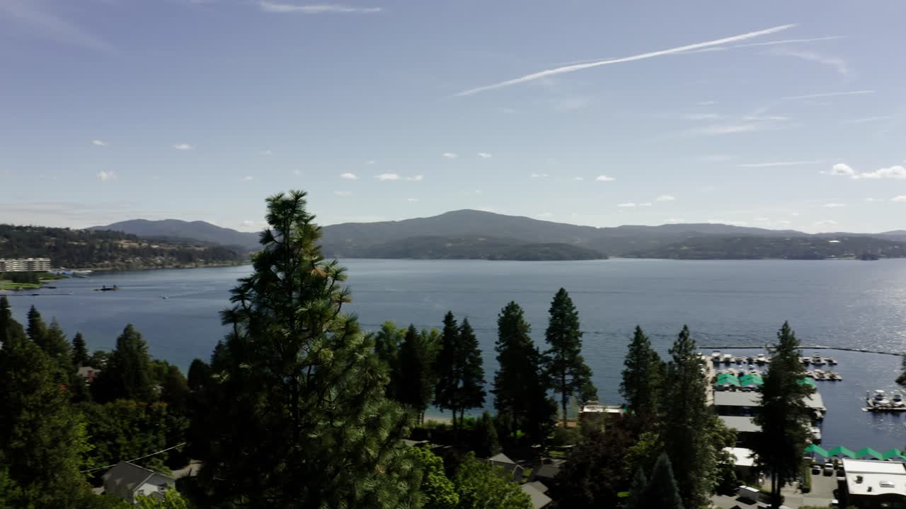 Aerial view of a large tree overlooking Lake Coeur d'Alene, Idaho
