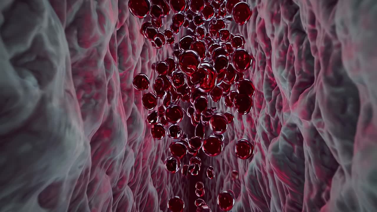Blood Cells Inside a Vein