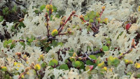 Flechtenmoos-Der-Arktischen-Tundra-Aus-Nächster-Nähe.-Es-Kommt-Hauptsächlich-In-Gebieten-Der-Arktischen-Tundra-Und-Der-Alpentundra-Vor-Und-Ist-äußerst-Kälteresistent.-Cladonia-Rangiferina,-Auch-Als-Rentierbecherflechte-Bekannt.