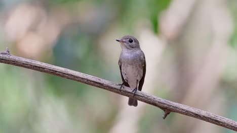 The-Asian-Brown-Flycatcher-is-a-small-passerine-bird-breeding-in-Japan,-Himalayas,-and-Siberia