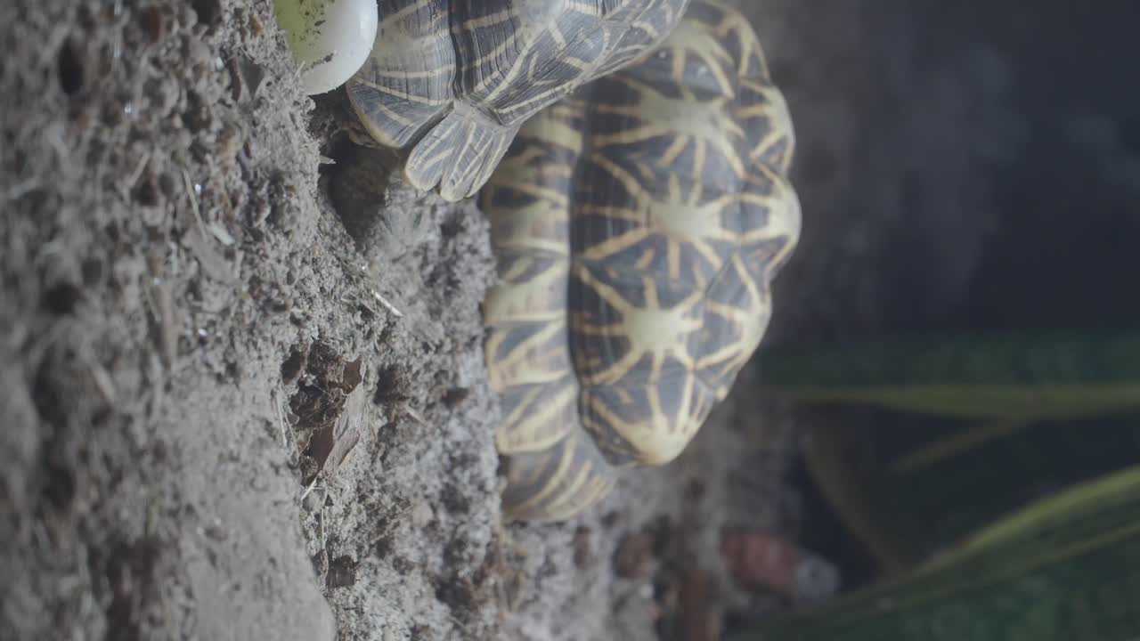 Indian Star Tortoise Nesting