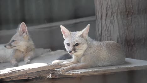 two indian foxes sitting in cage and scared from something in cage i curious and scared indian foxes in cage in zoo park