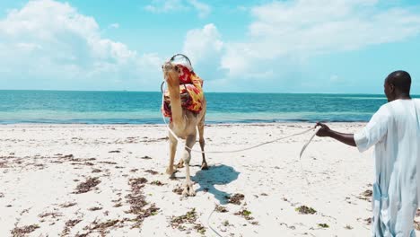 a black man in a traditional east african long dress raises a camel with a seat on the beach