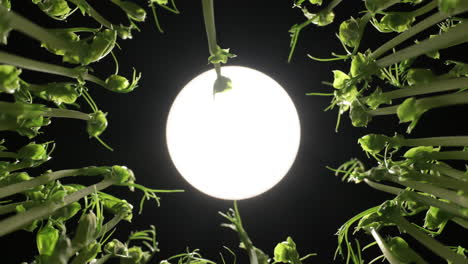 ampliar los brotes de guisantes alrededor de la lente de la cámara que crecen hacia un sol abstracto