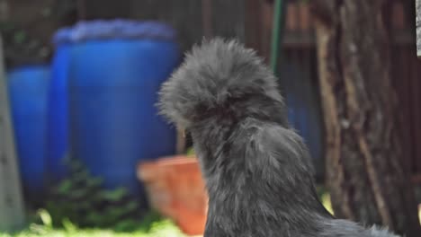 gray silkie chicken in garden