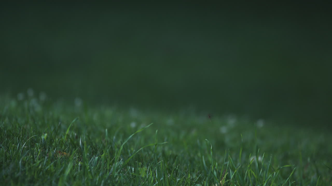 Fireflies Hover Close To Grass Just Before Dark