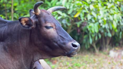 a stationary footage focused on a brown cow's face while staring and chewing grass on its mouth