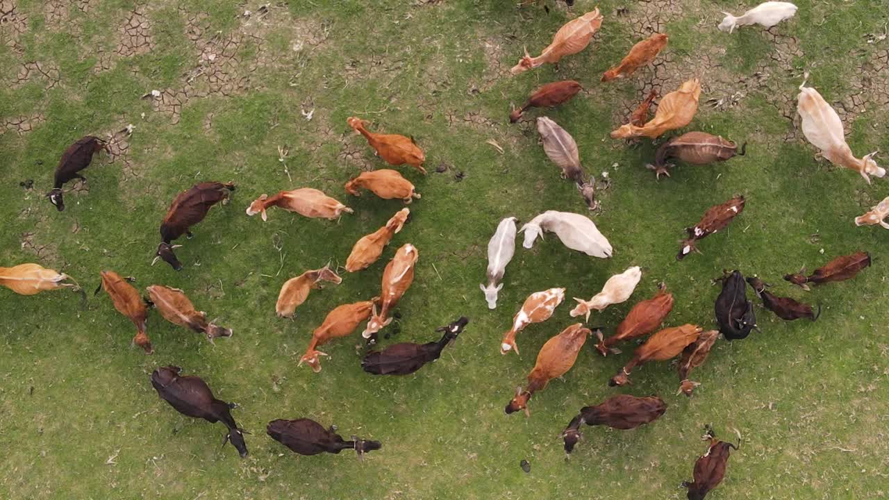 Køer i forskellige farver, hvide, brune, der græsser på græsland, luftfoto ovenfra