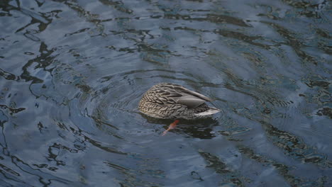 upside down duck grazing on bottom of pond causing circle ripples on lake - high angle shot