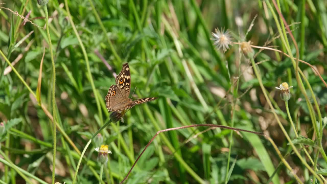 Due farfalle bianca e marrone appollaiate su un ramoscello, poi quella bianca vola via.