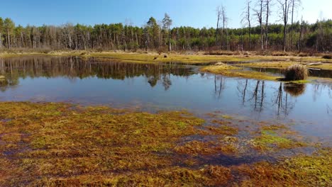 Aerial-dolly-shot-of-a-drying-up-marsh-in-the-middle-of-the-forest