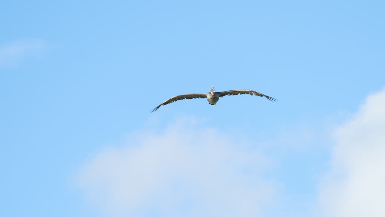 Brown Pelican Flying in Blue Sky