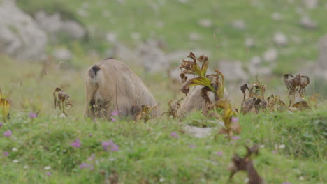 Close-up-of-group-of-Chamois-with-cubs-grazing