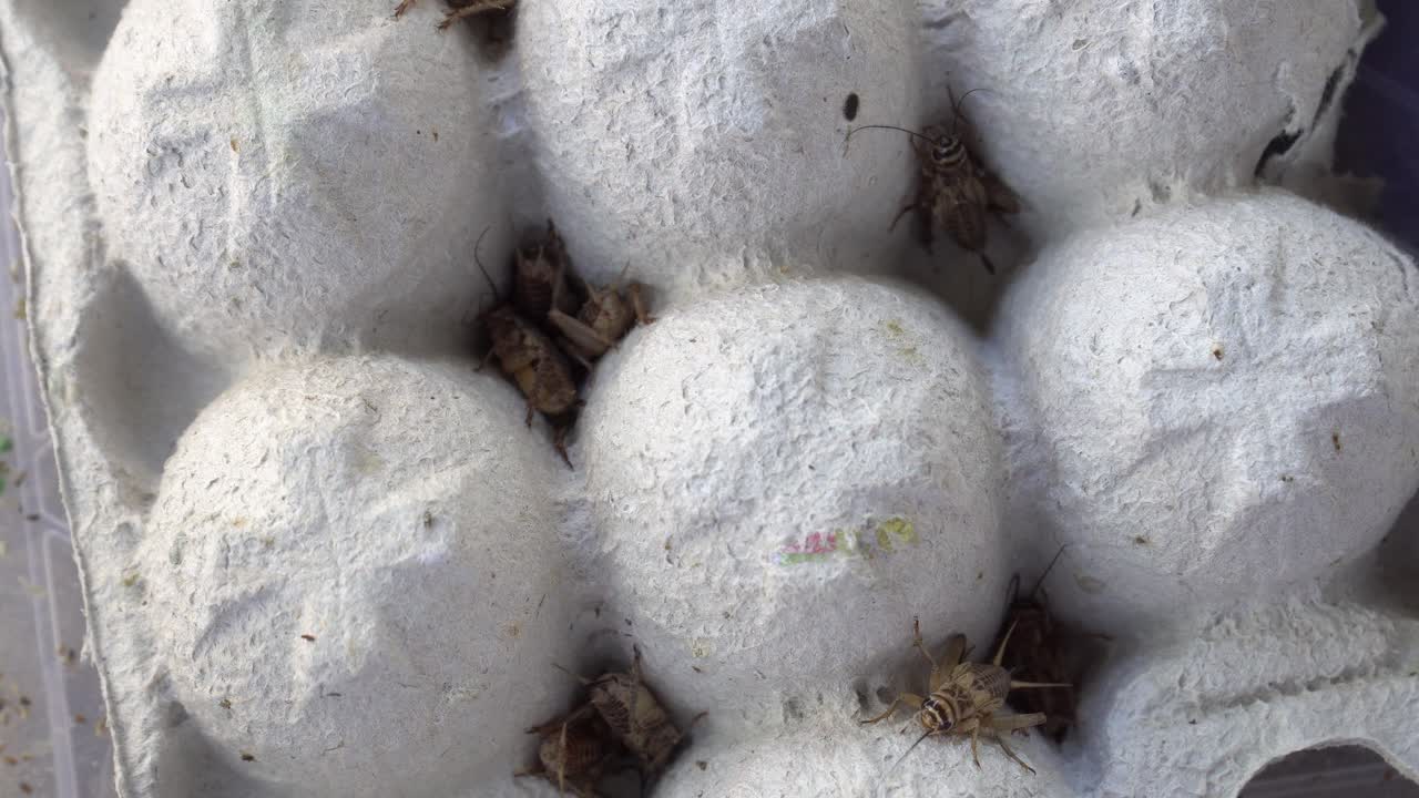 빛에서 숨어있는 큰 수컷과 암컷 귀뚜라미