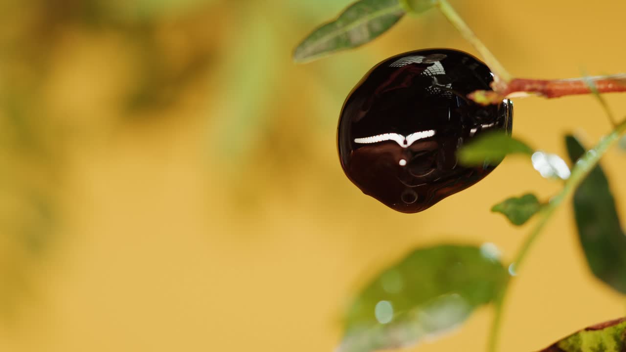 Primo piano di un'oliva nera su un ramo