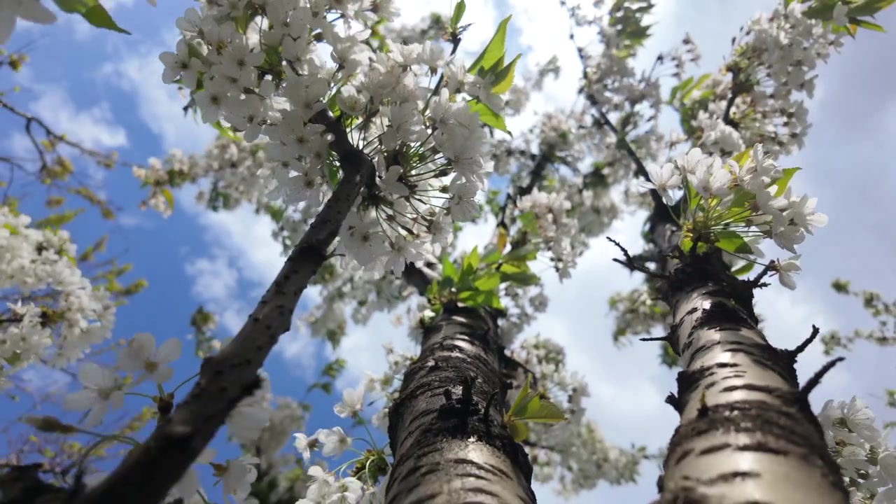 Low angle view of a flowering tree covered in clusters of white blossoms against a blue sky with scattered clouds
